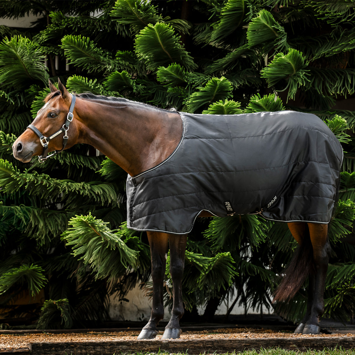 Amigo Quarter Horse Stable Blanket 100 g