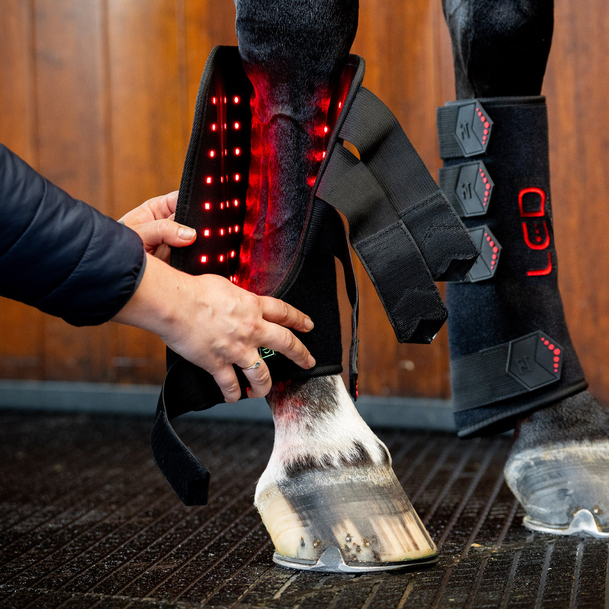 Bandage de jambe droite Horseware à LED pour thérapie par lumière rouge