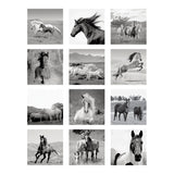 BrownTrout Black & White Horses 2024 Square Calendar