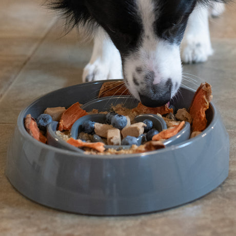 Messy Mutts Interactive Slow Feeder Dog Bowl