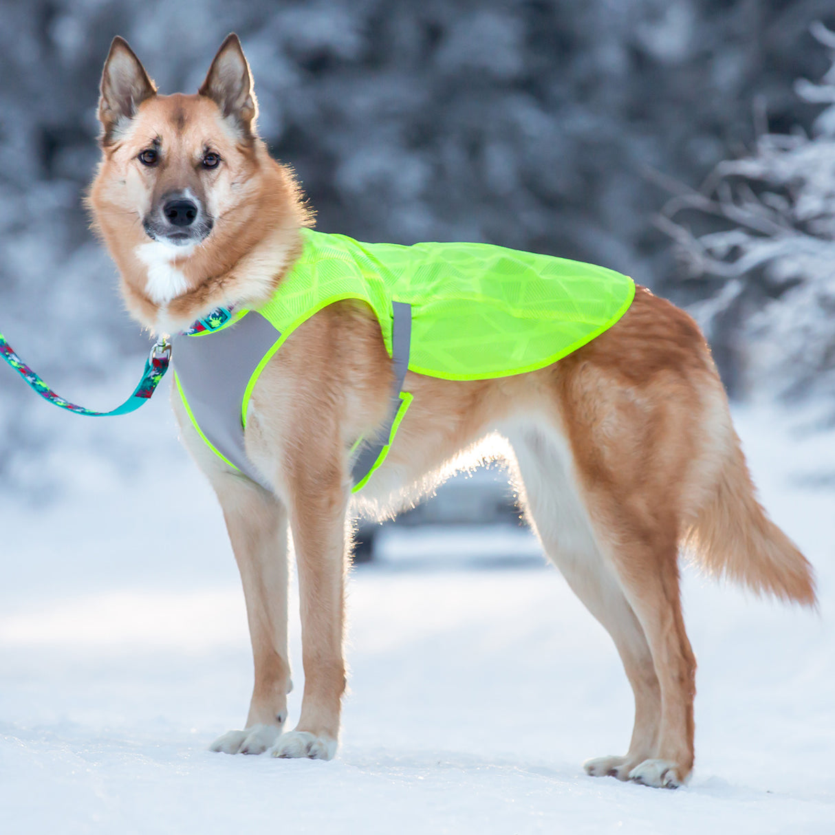 Gilet haute visibilité RC Pet Luna