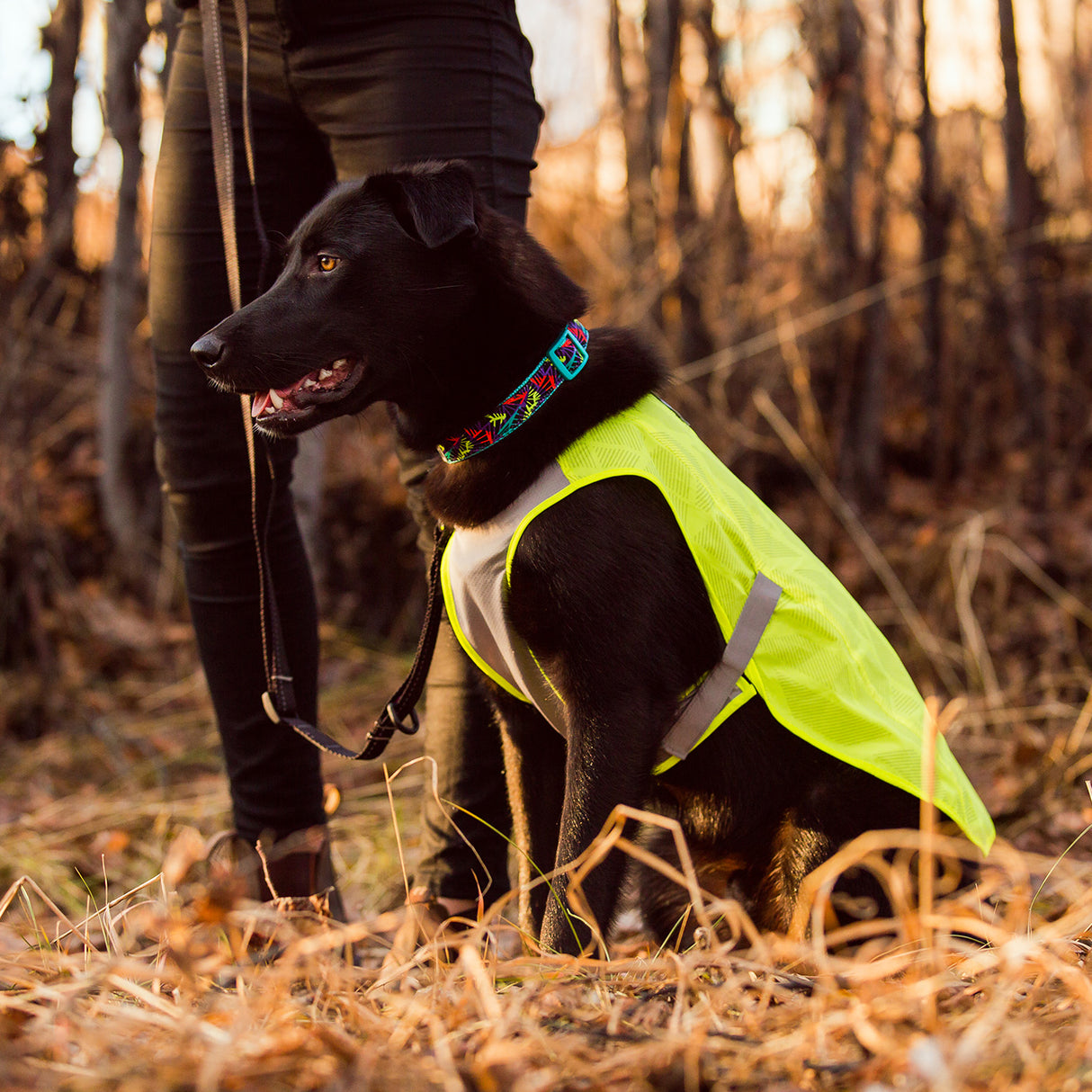 RC Pet Luna Hi-Vis Vest