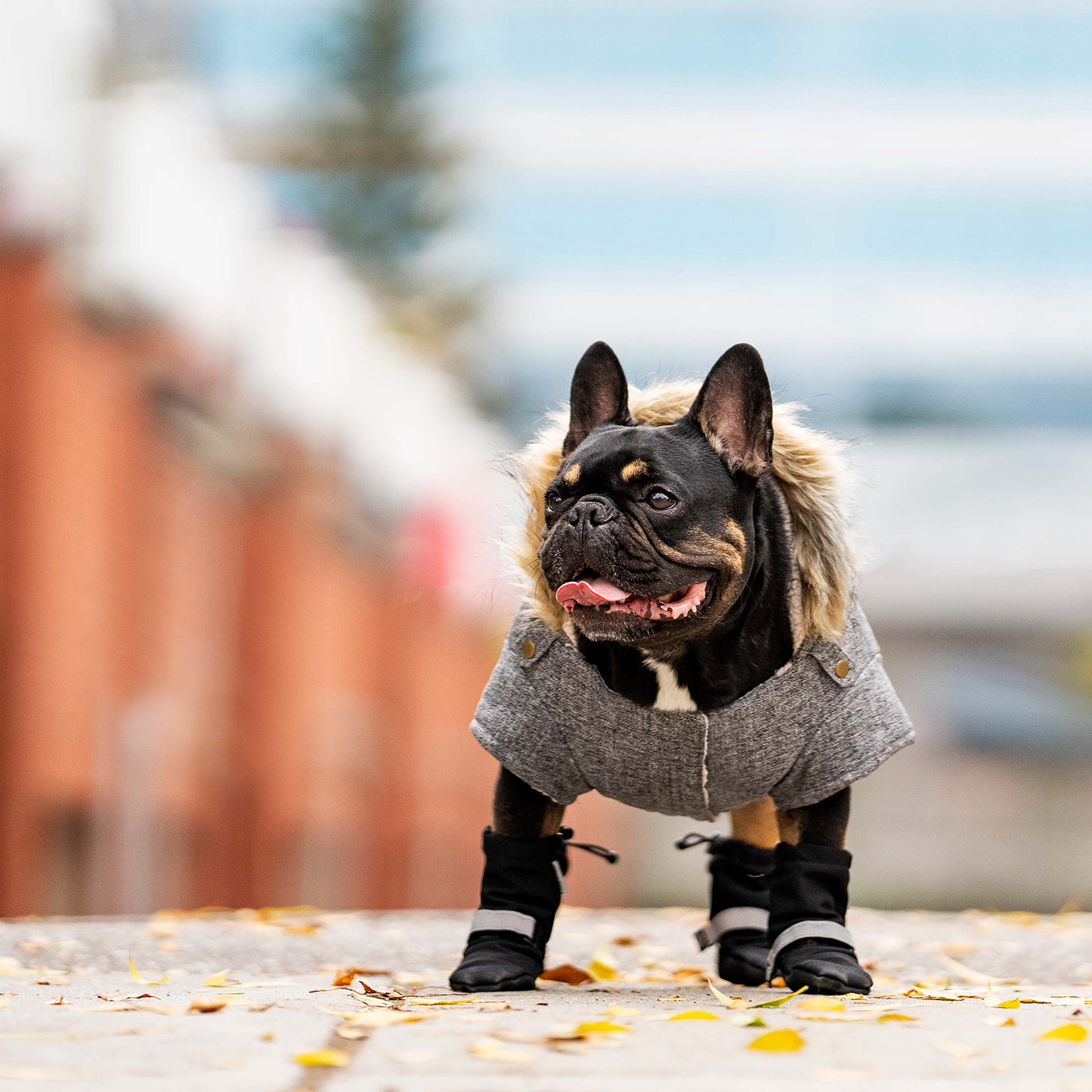 Canada clearance pooch parka