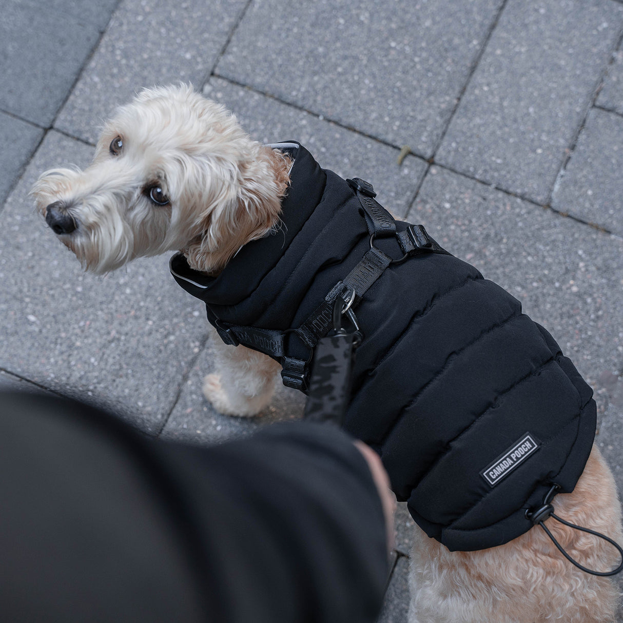 Canada Pooch The Harness Puffer