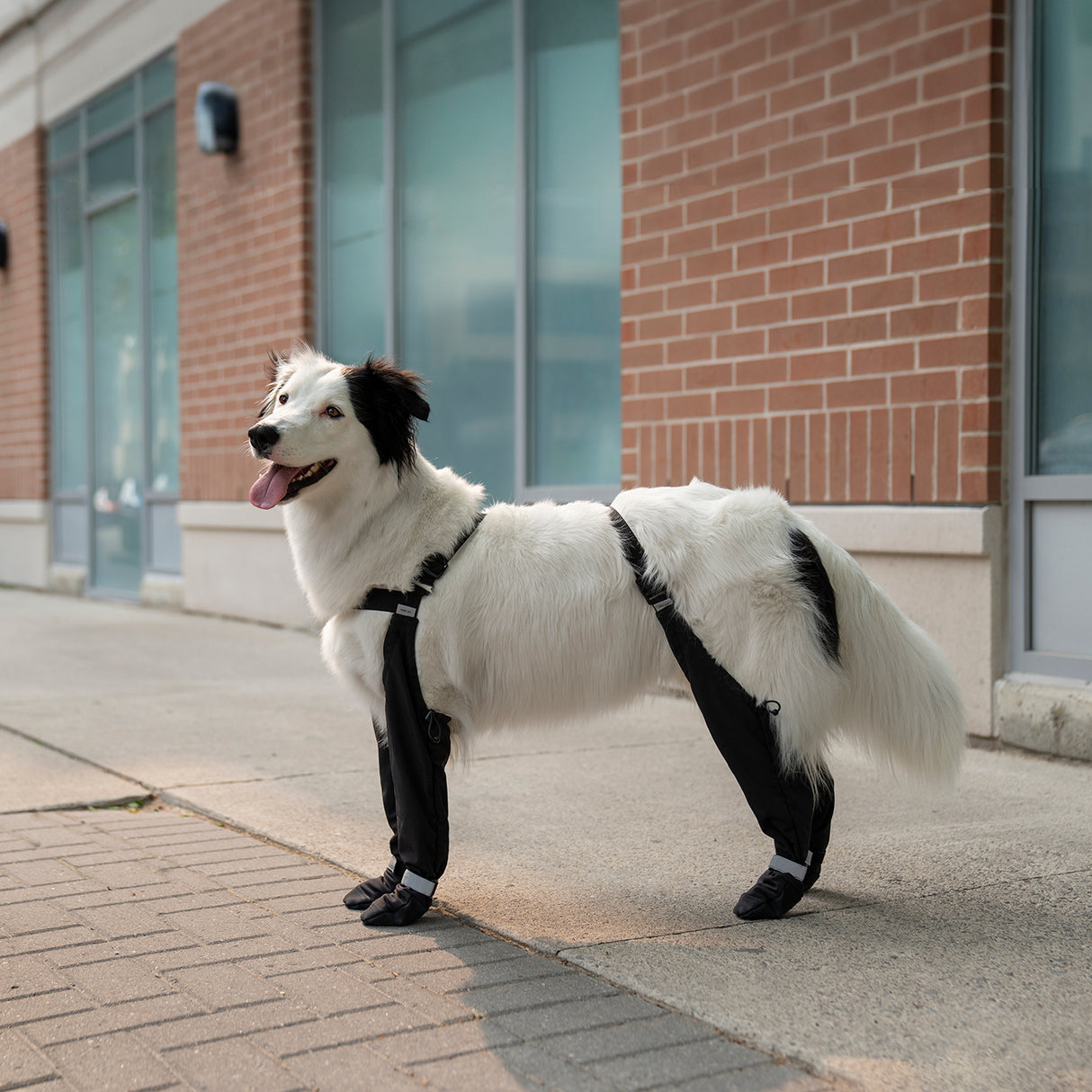 Suspender Dog Boots