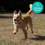 Balle FlexiPlay Shedrow K9