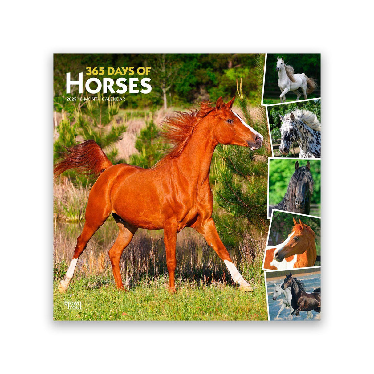 BrownTrout 366 jours de chevaux Calendrier carré 2025