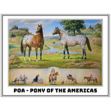 Breyer Traditional Pony Of The Americas