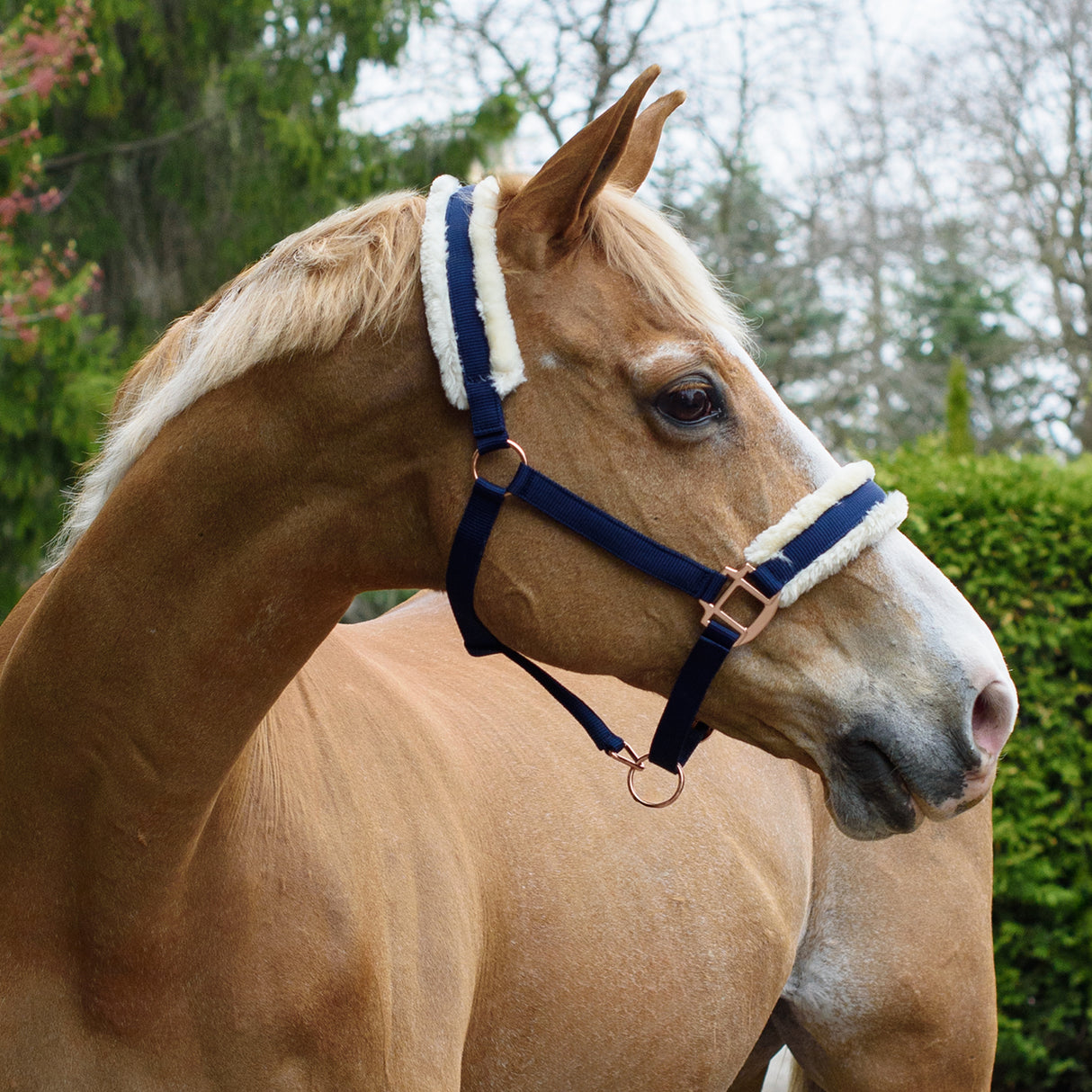 Shedrow Rose Gold Sheepskin Lined Halter