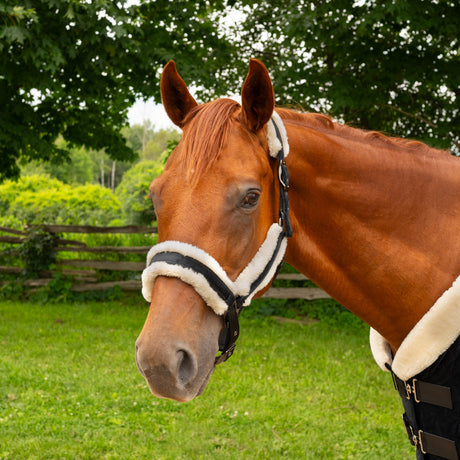 Shedrow Onyx Collection Halter