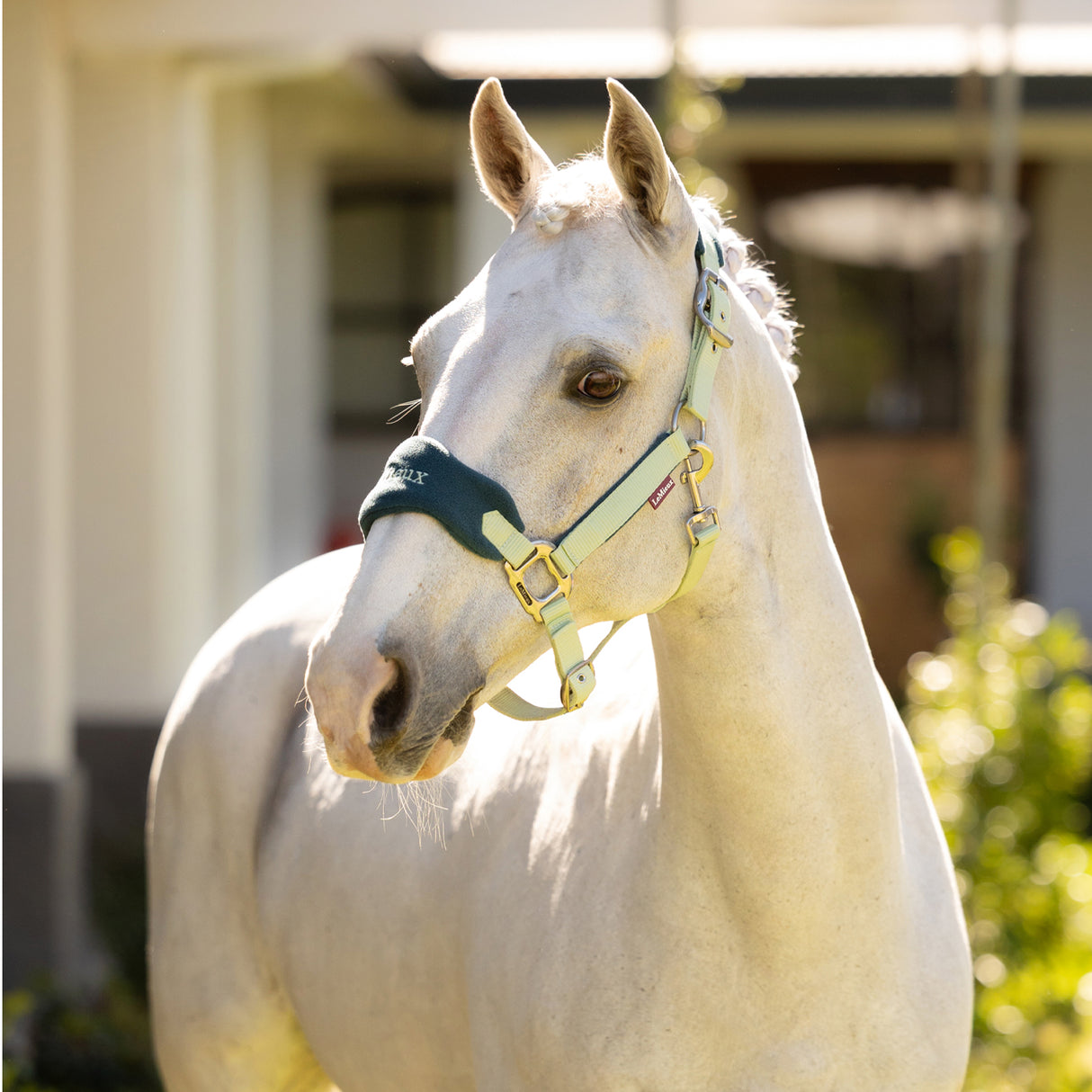 LeMieux Vogue Halter & Lead Rope