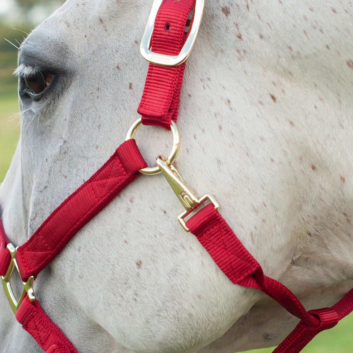 Shedrow Deluxe Halter