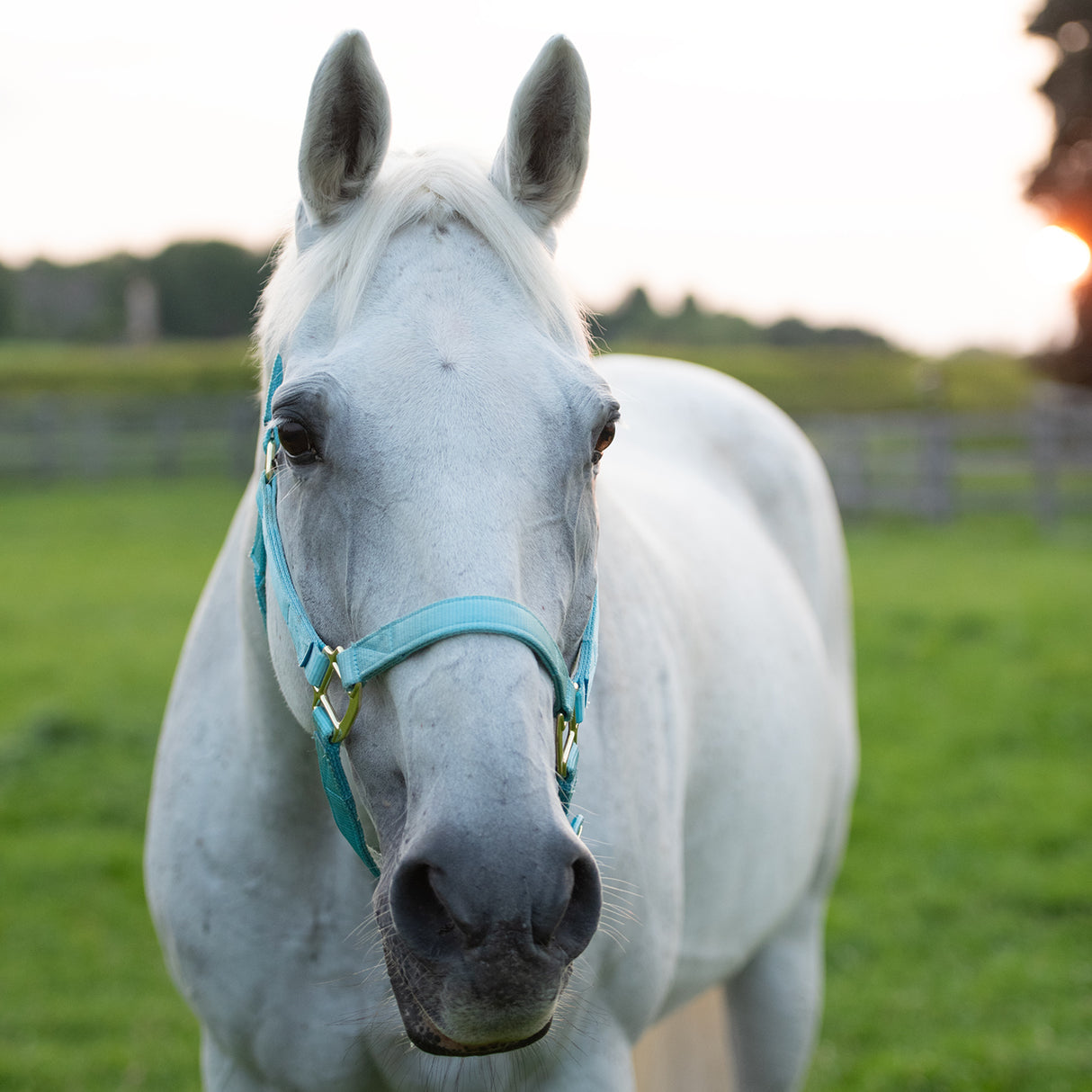 Shedrow Deluxe Halter