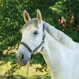 Licol rembourré avec surpiqûres fantaisie Val du Bois