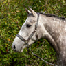 Licou Shedrow Sedgwick