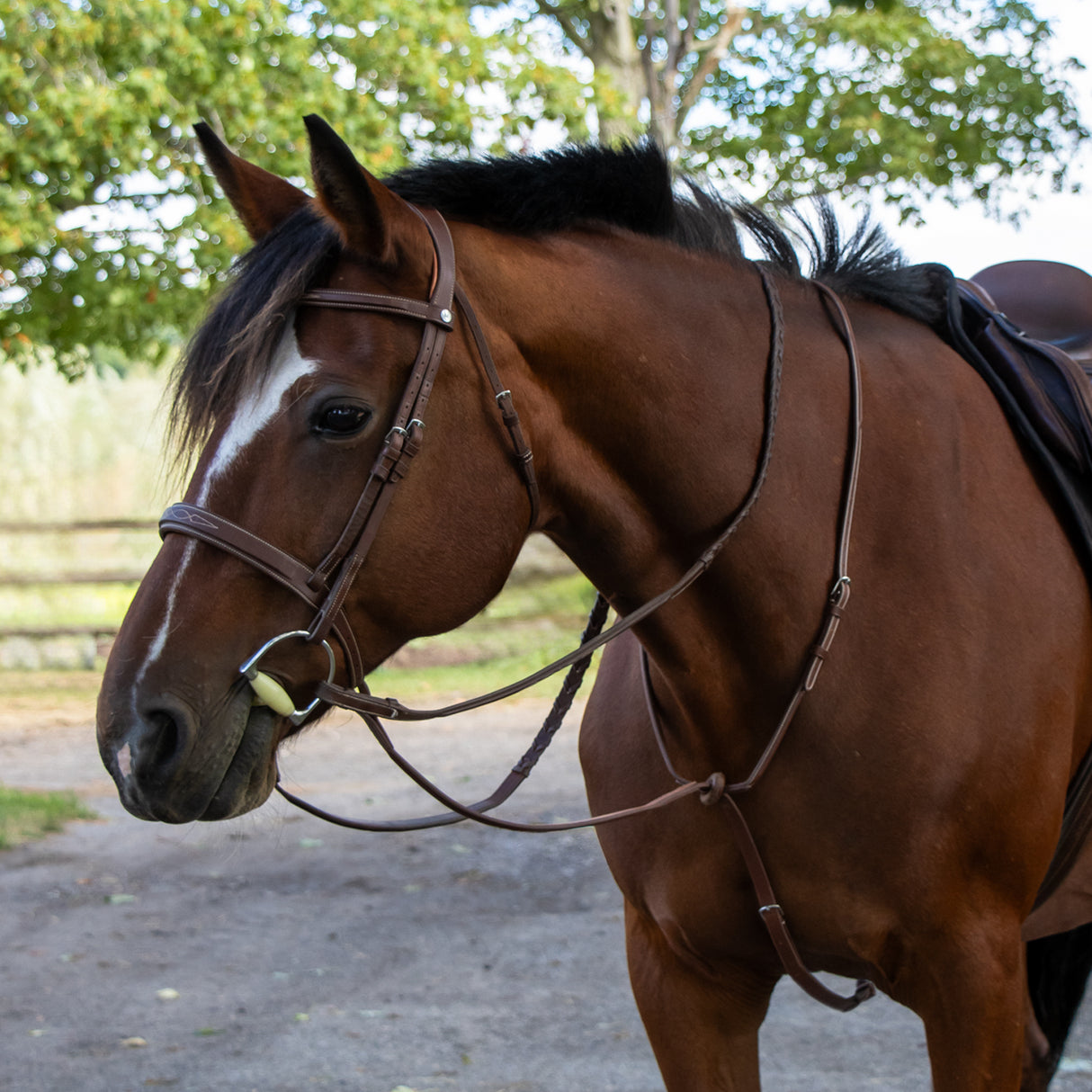 Martingale Debout Mondega Carmaux