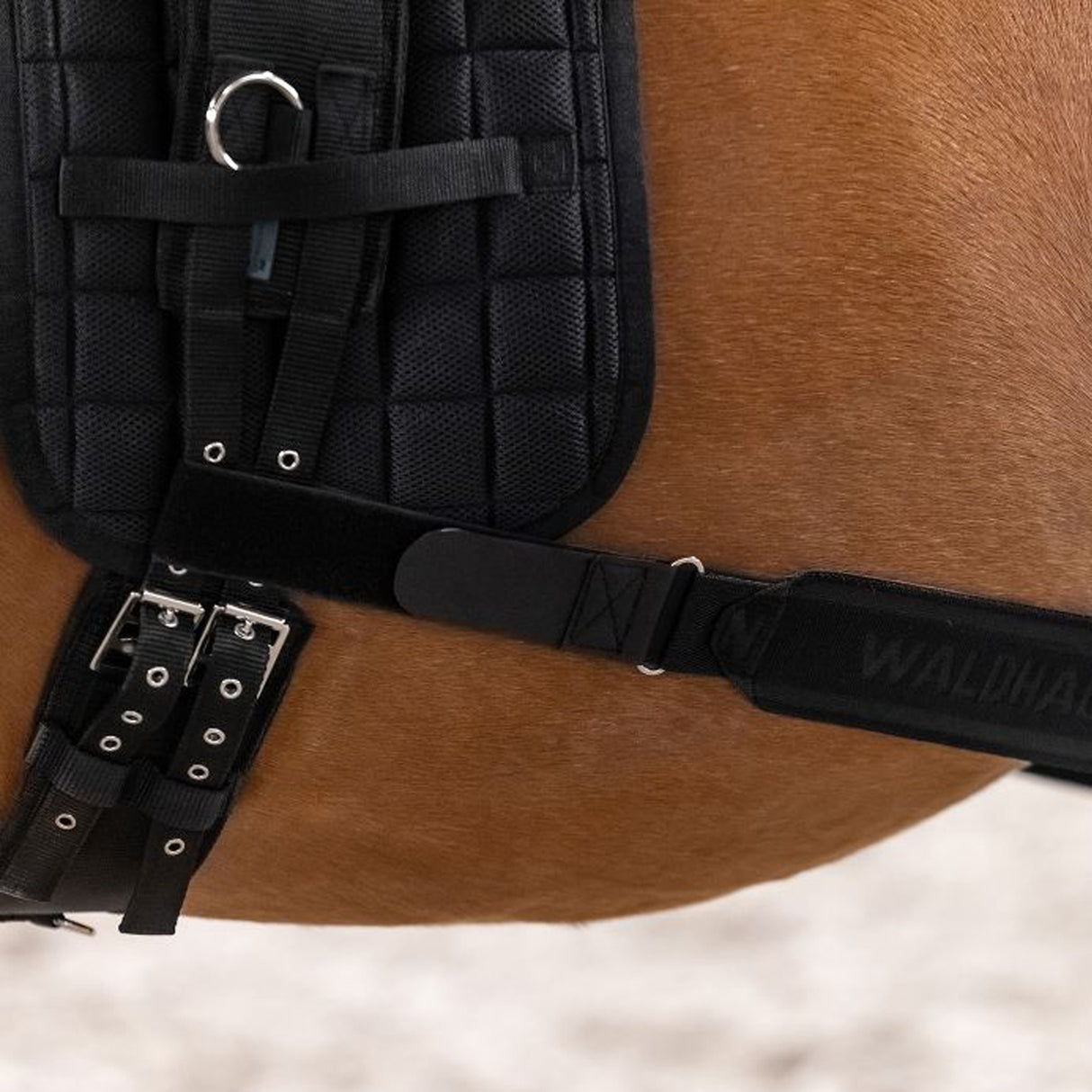 Bandage corporel de longe Waldhausen