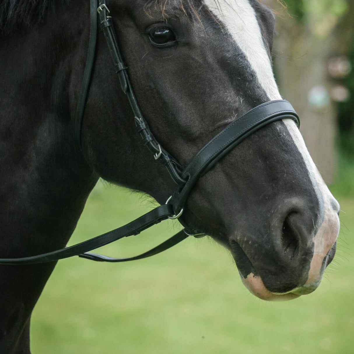 ThinLine EZ Harmony Bitless Noseband
