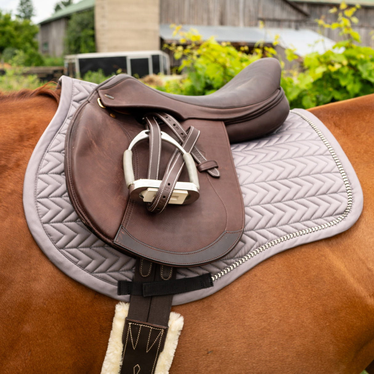 Shedrow Saber Saddle Pad