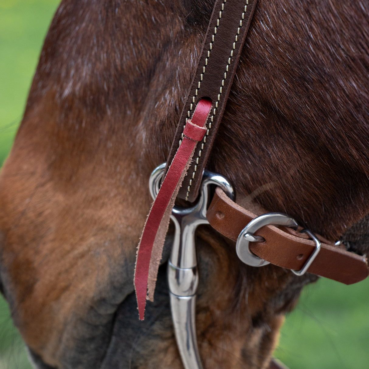 Bride à frontal pour poney Royal King, cuir lisse