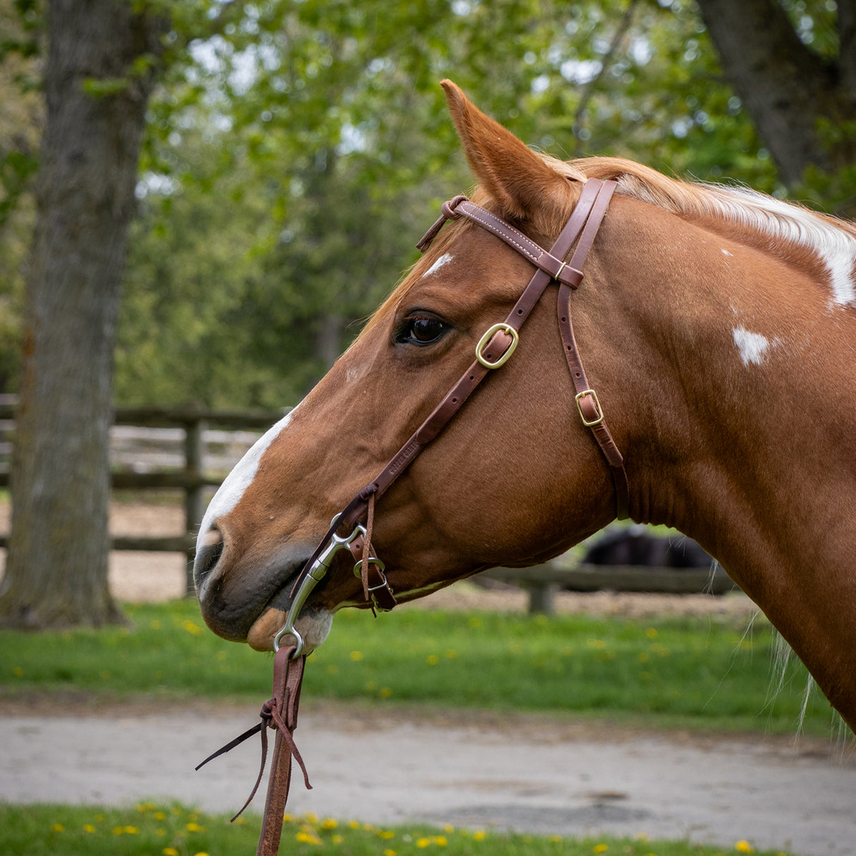 Têtière en cuir huilé Copper Canyon – nœud Futurity avec attaches