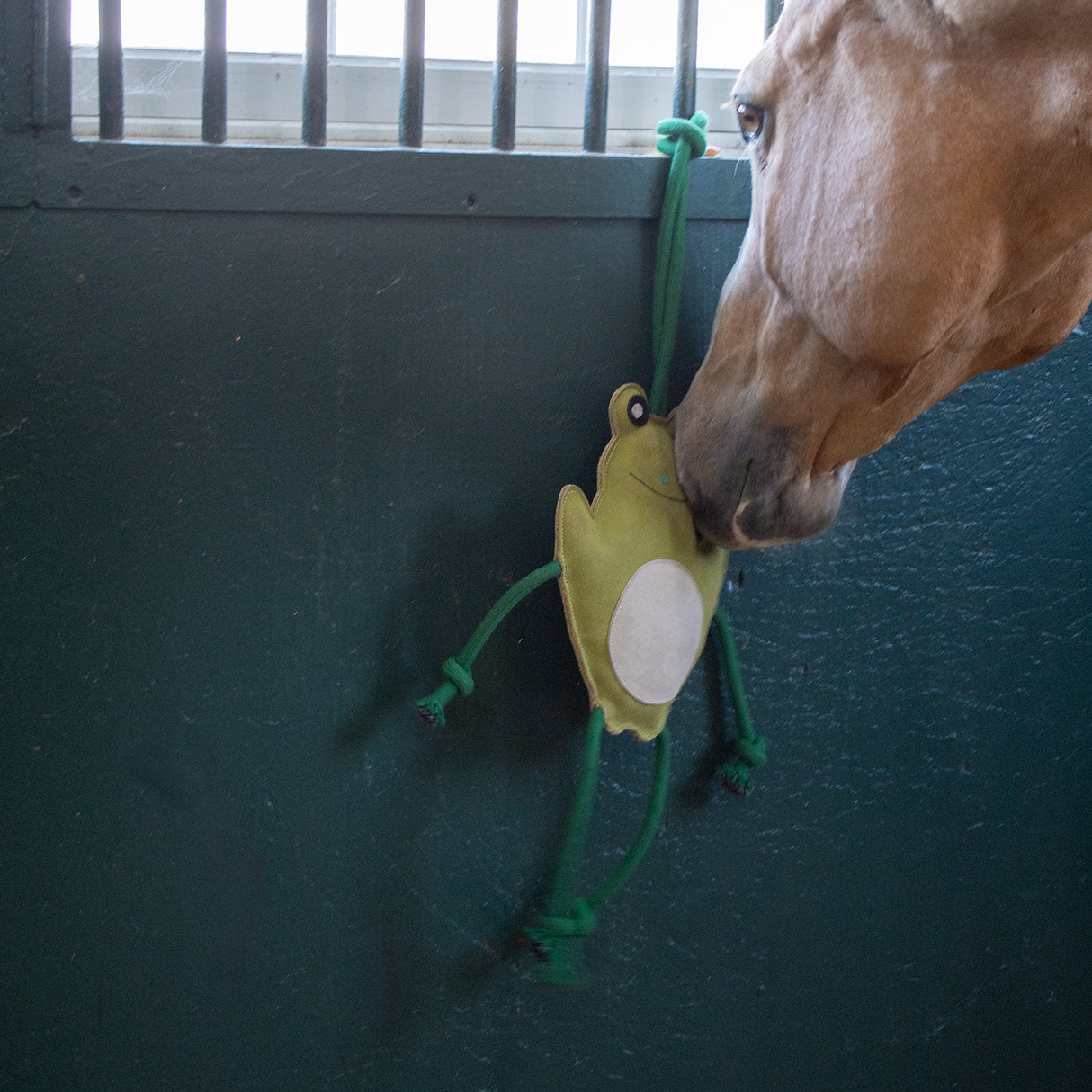 Cheval Grenouille en Jouet Holland James
