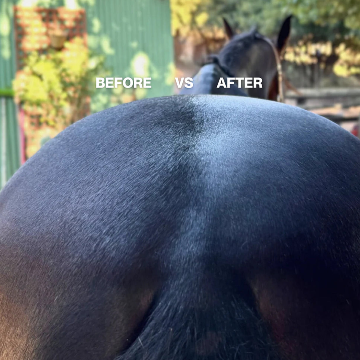 Après-shampoing prémélangé aux huiles essentielles pour poneys poilus 500 ml