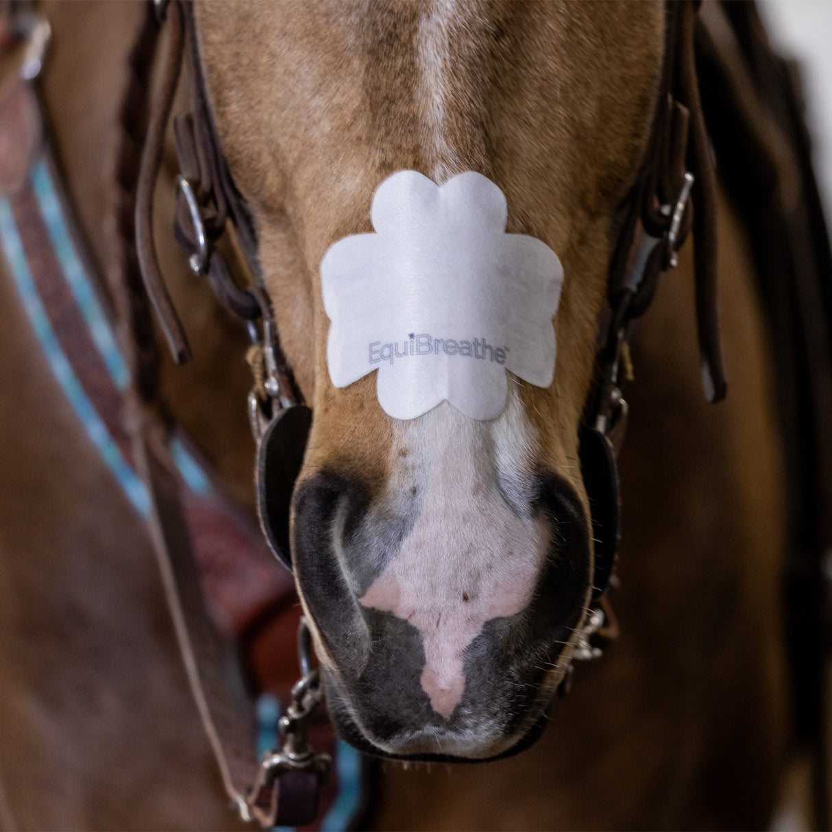 Patch nasal Equibreathe