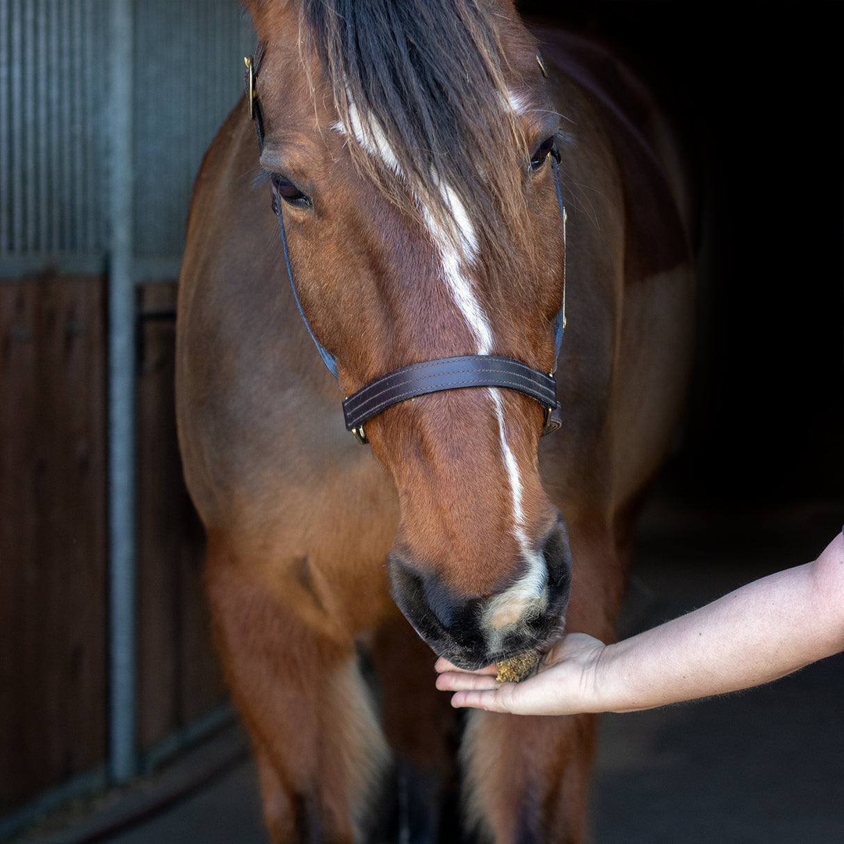 Greenline Nickers Crunchy Cubes Horse Treats