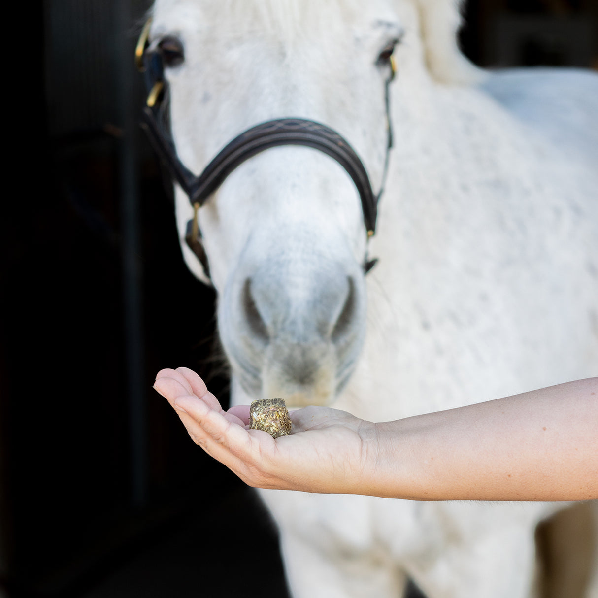 Greenline Nickers Crunchy Cubes Horse Treats