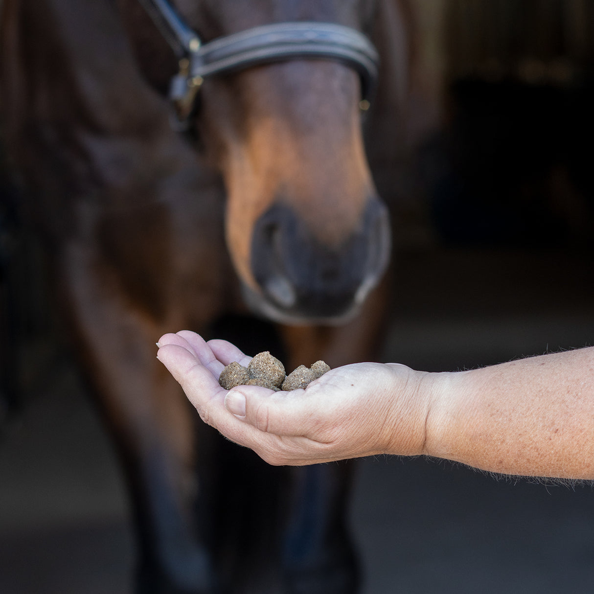 Friandises d'entraînement Greenline Nickers pour chevaux