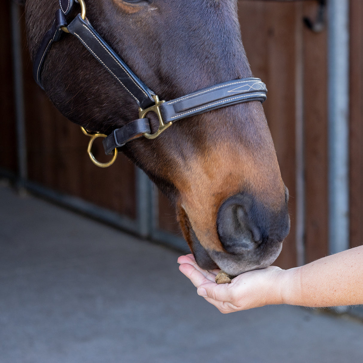 Friandises d'entraînement Greenline Nickers pour chevaux