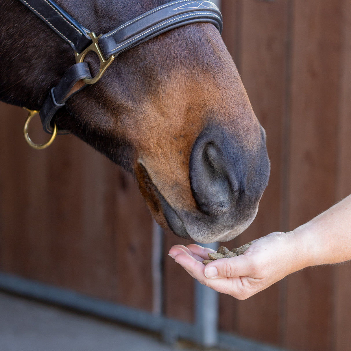 Friandises d'entraînement Greenline Nickers pour chevaux