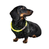 Tour de cou lumineux rechargeable Bow & Arrow pour chien