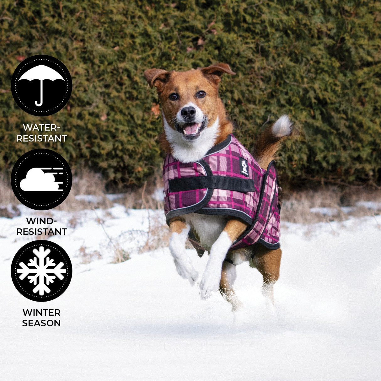 Shedrow K9 Glacier Dog Coat