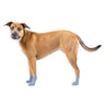 Chaussettes pour chien The Basics Canada Pooch