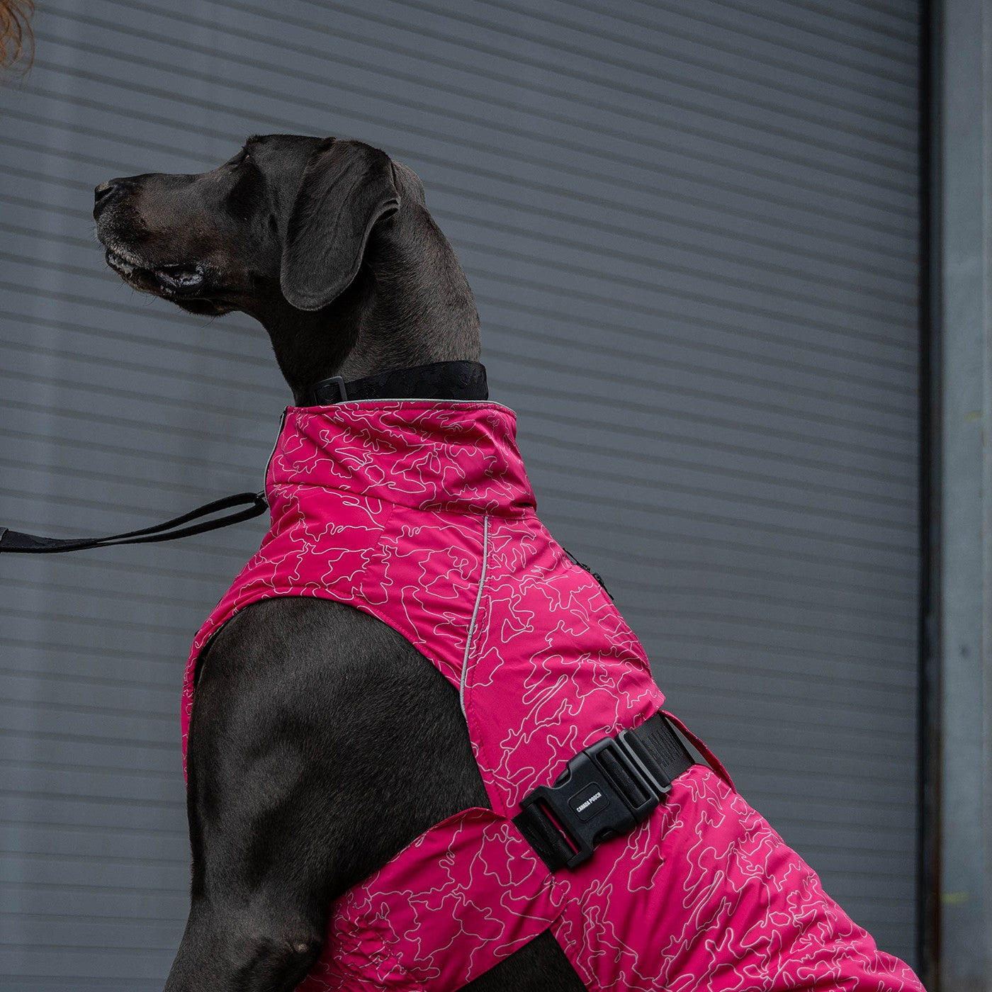 Canada pooch expedition outlet coat