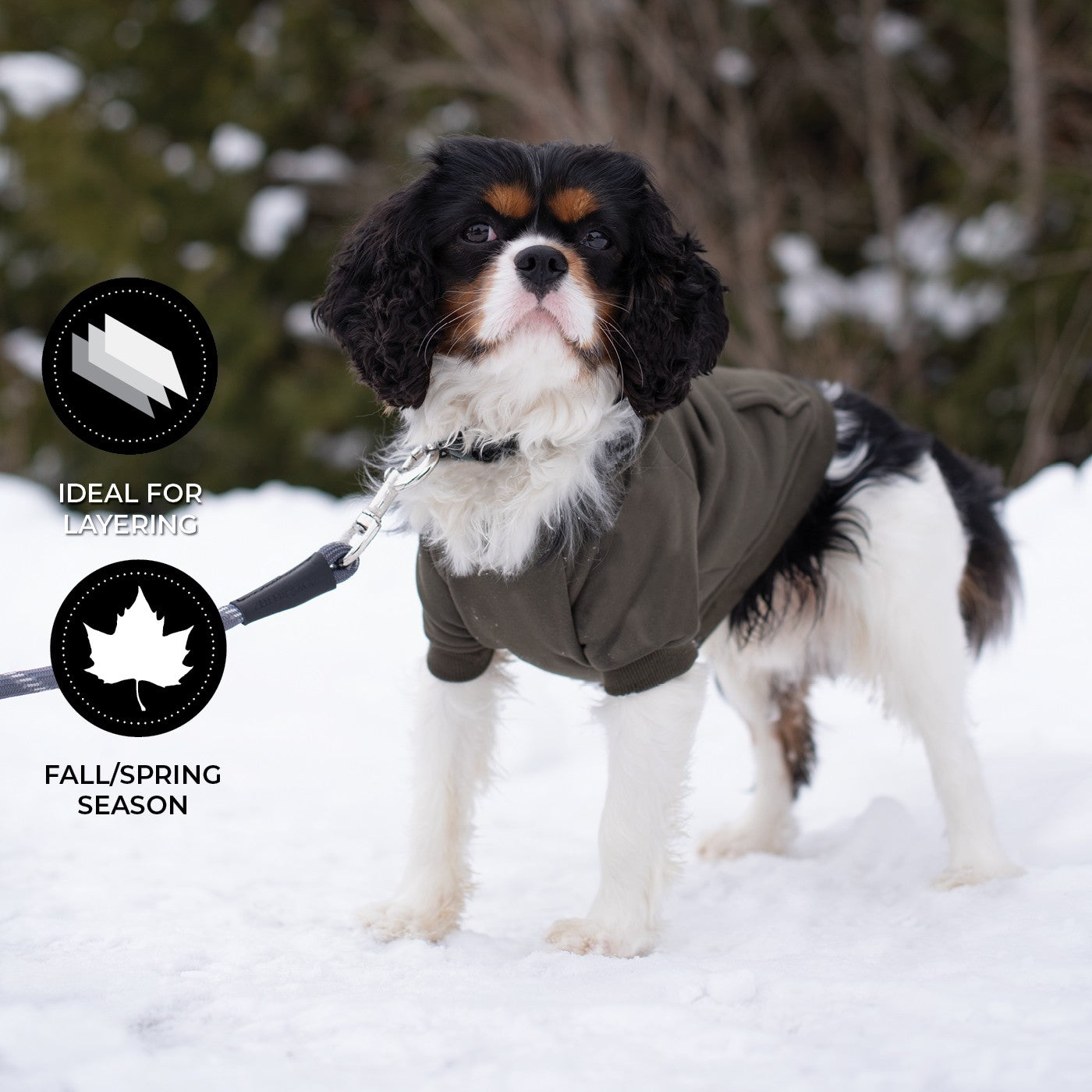 Sweat à Capuche Épagneul Cavalier King Charles - Pour Amoureux Des Chiens, Design Mignon - 4