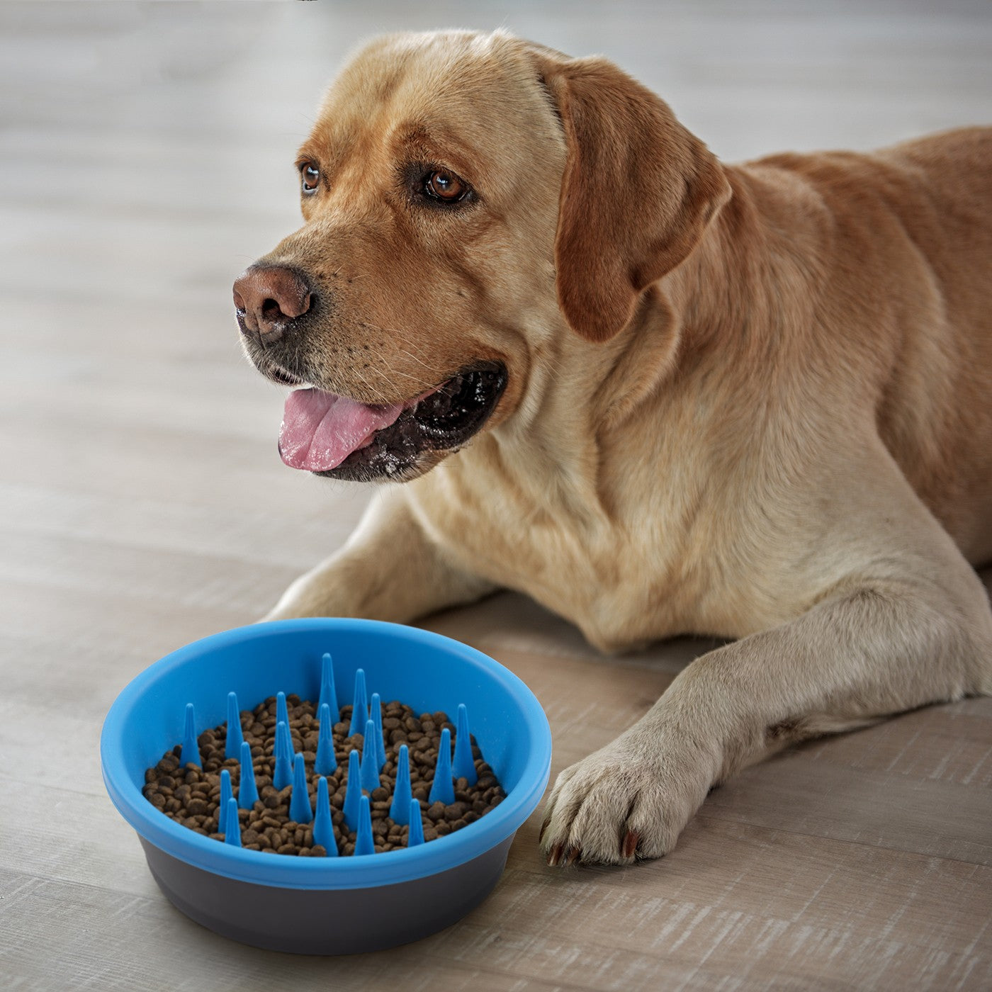 Dog bowls to outlet help dogs eat slower