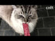 Catit Creamy Lickable Cat Treat - Assorted Multipack