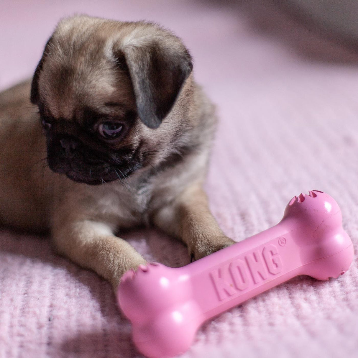 Kong Puppy Goodie Bone - Petit