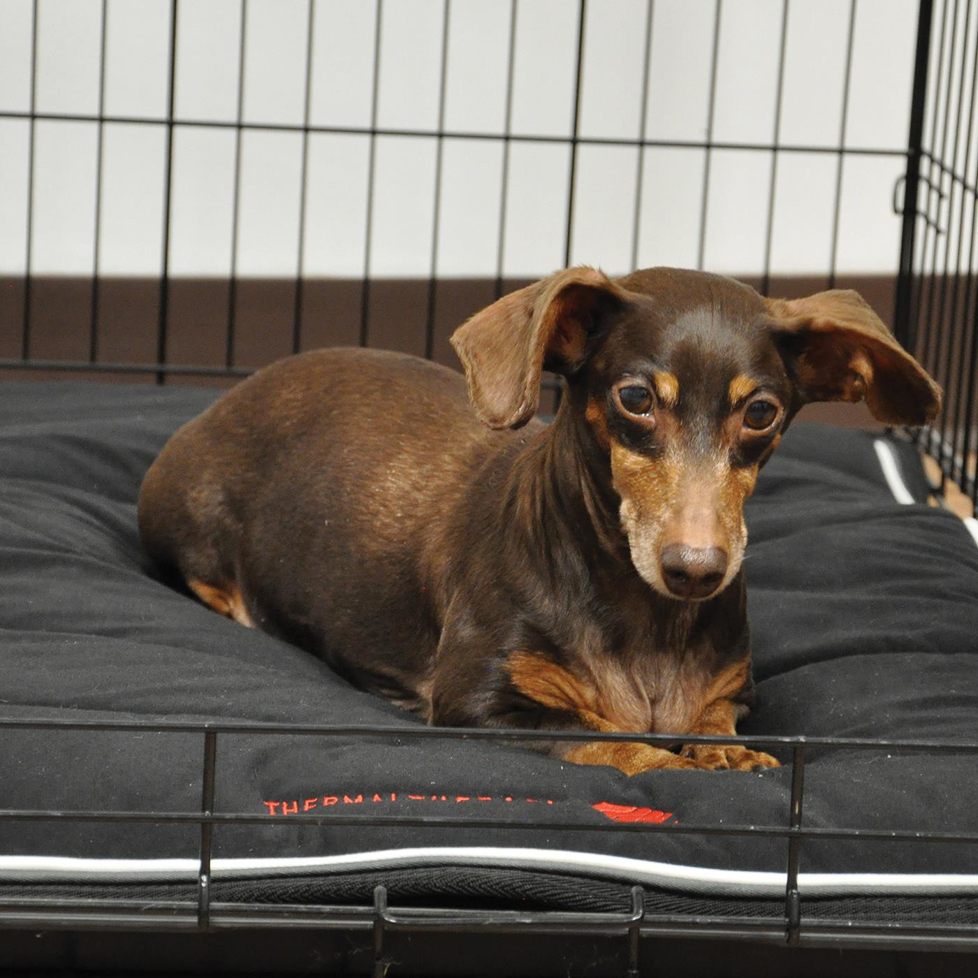 Crate pads for shop dogs that chew