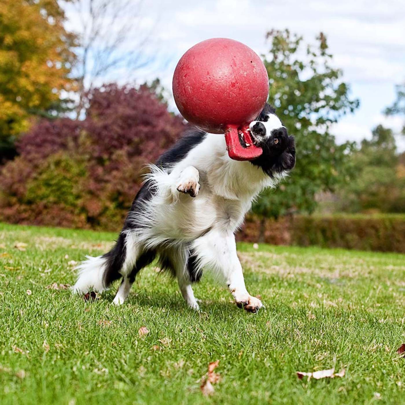 Jolly ball tug n toss best sale