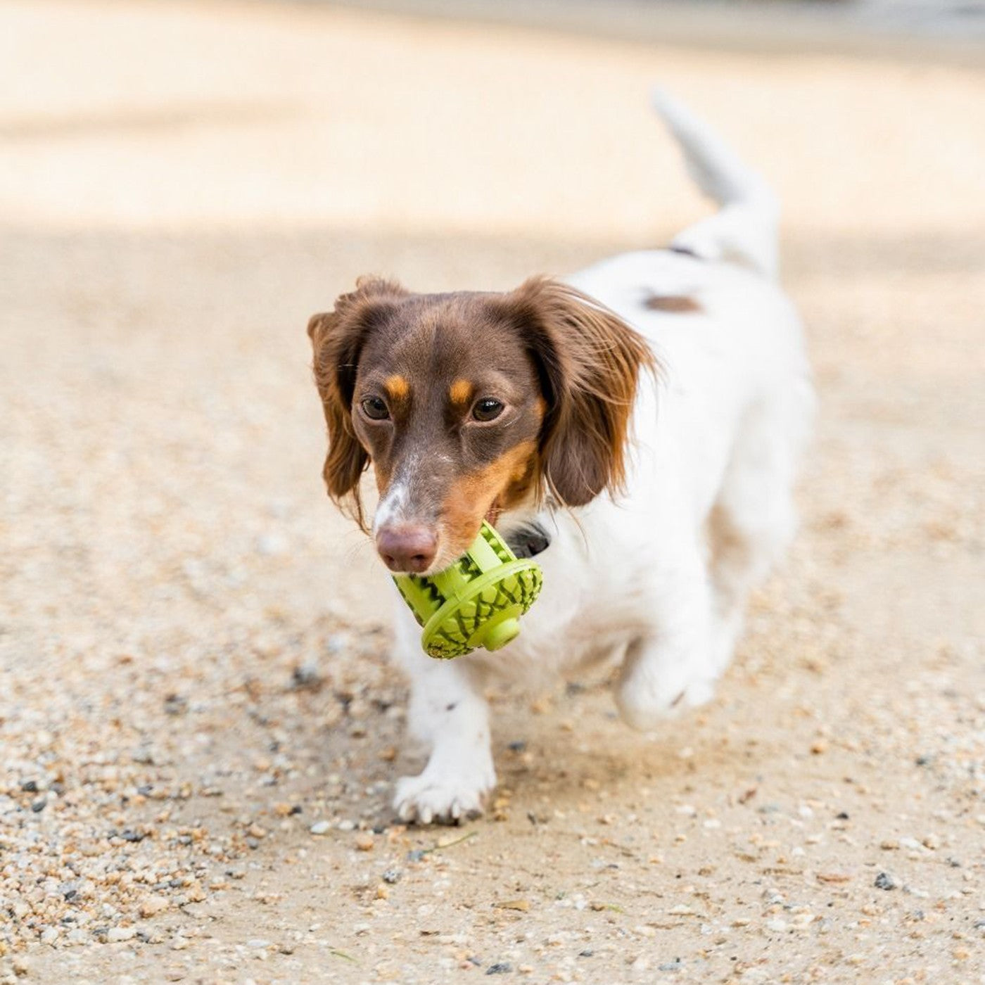 Dog acorn toy best sale