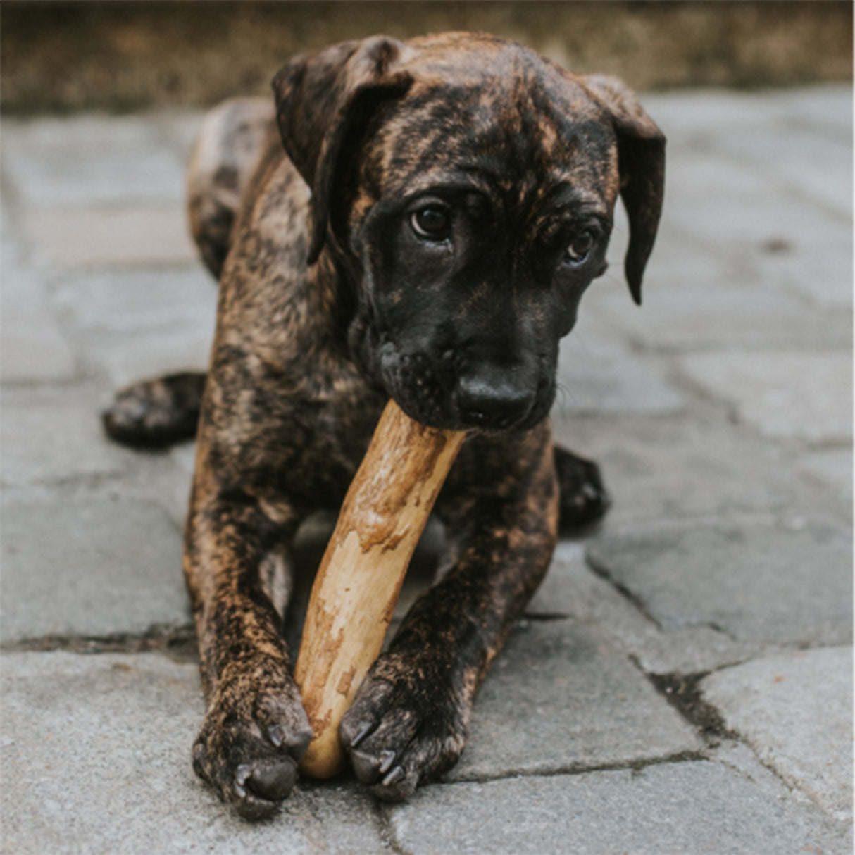 Canophera Wood Dog Chew