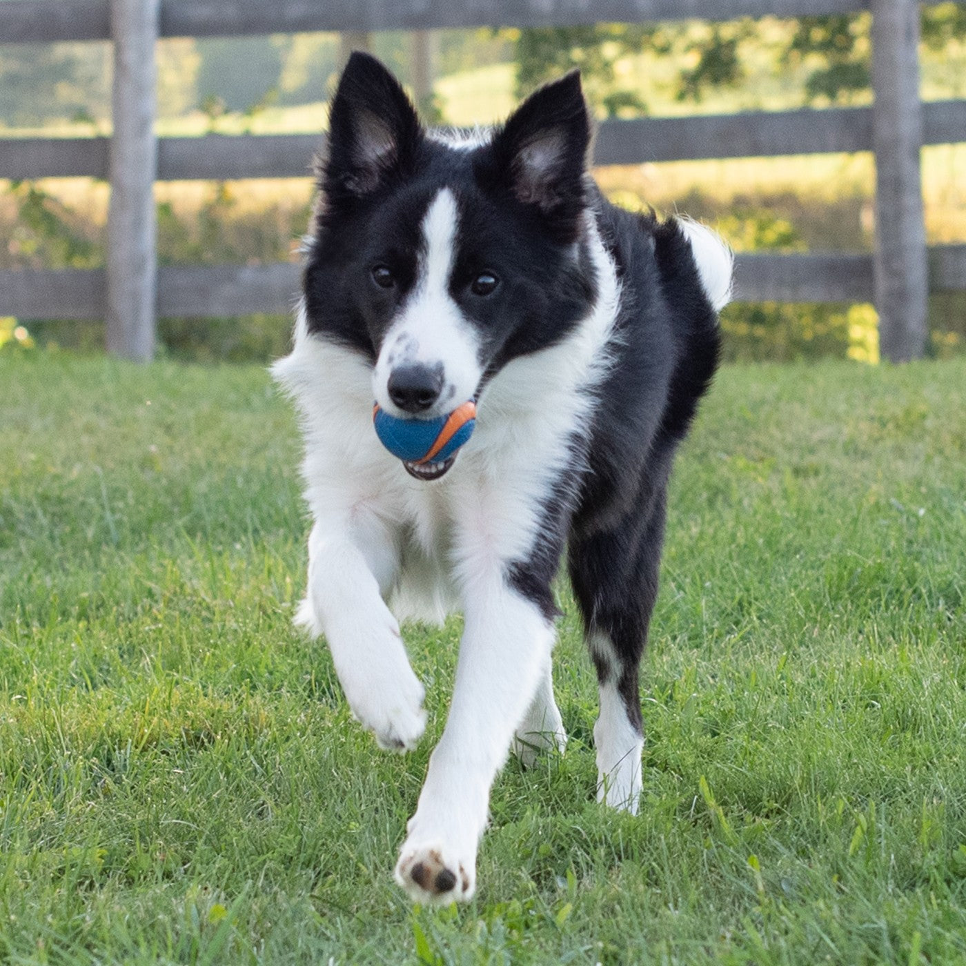 Chuckit squeaker ball outlet medium