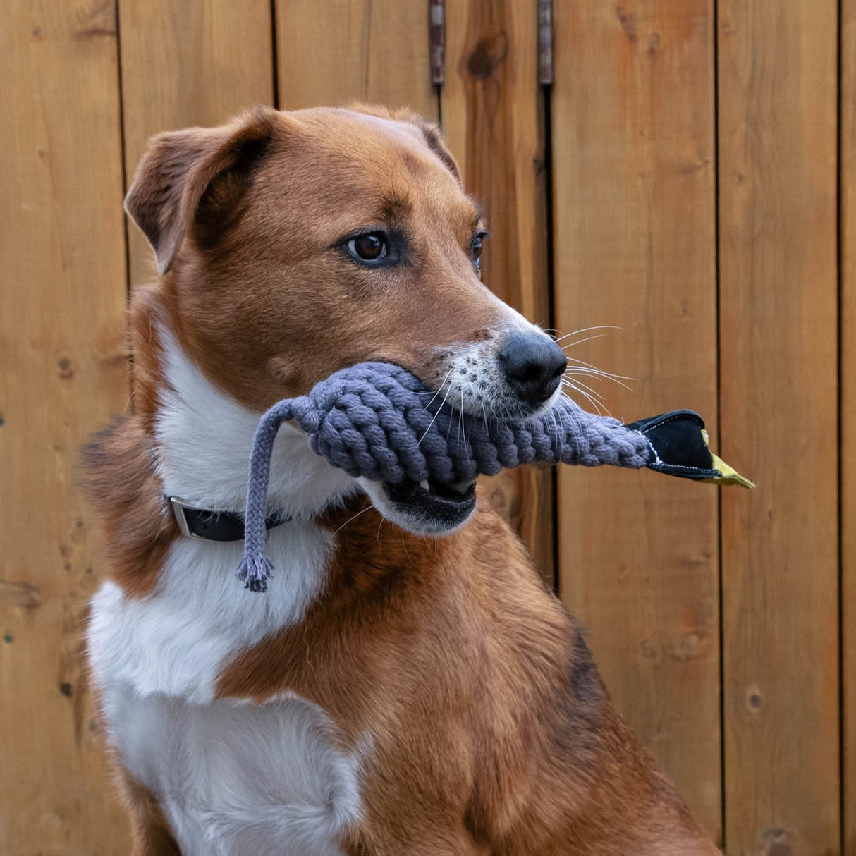 Shedrow K9 Canada Goose Jouet pour chien avec corde et bouteille d'eau