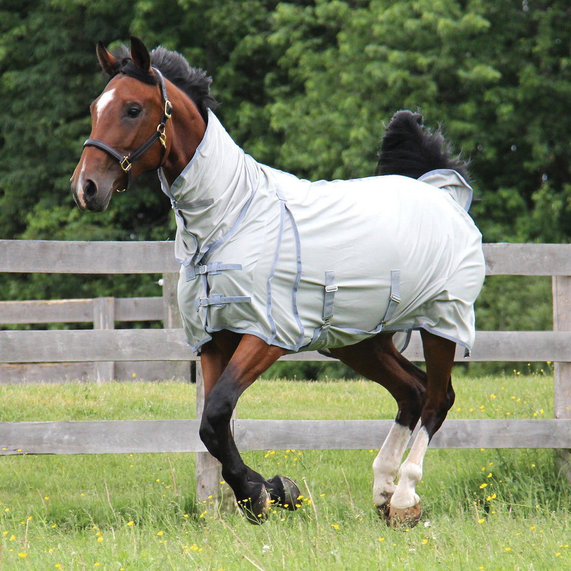 Fly Sheets – Greenhawk Equestrian Sport