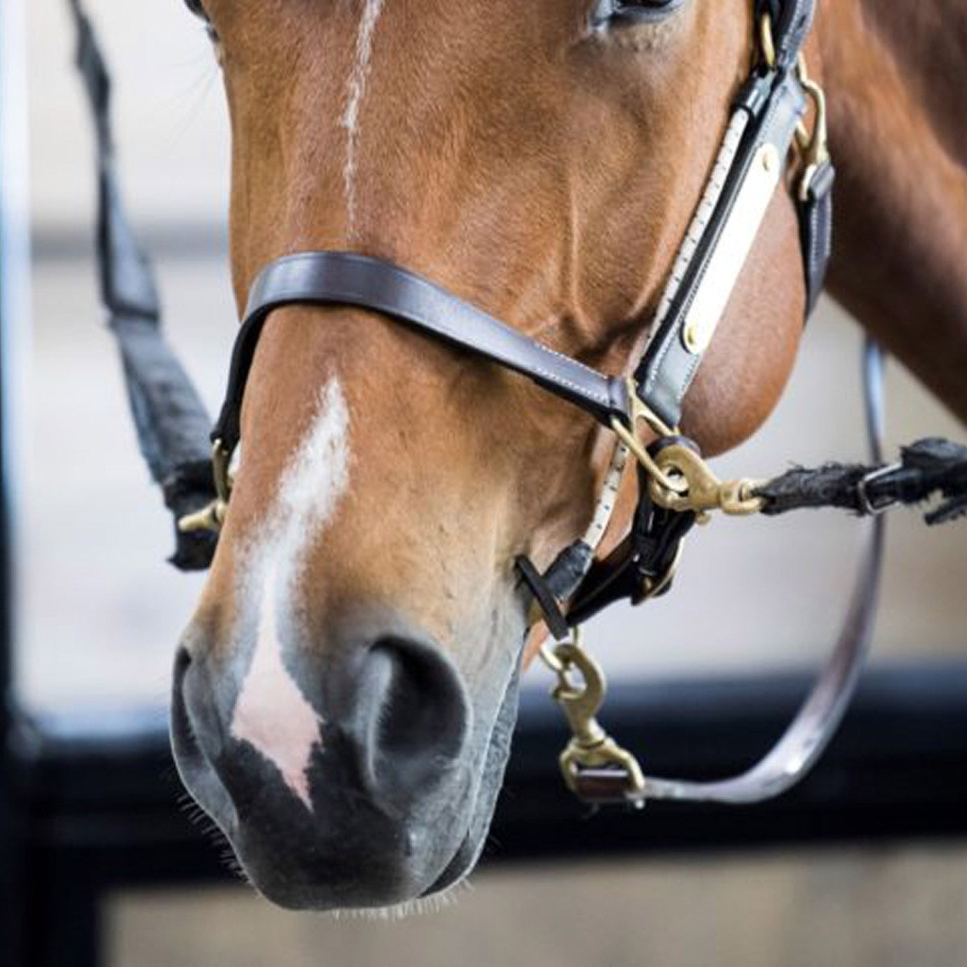 ThinLine Busy Buddy Pour Chevaux Nerveux - Outil De Distraction (licol) - Occasion état Excellent