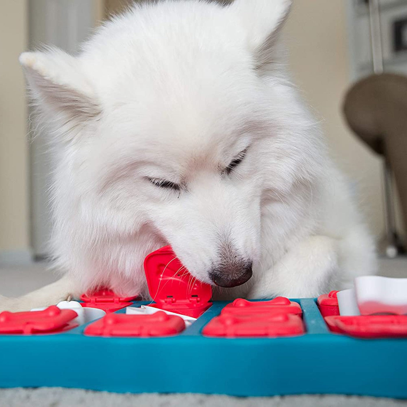 444.dogs専用 Nina Ottosson Dog Brick Dog Puzzle – Greenhawk Equestrian Sport